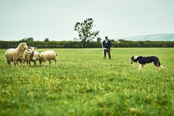 Its a face off. Wide shot of a focused young farmer looking at his dog facing off with tree sheep on a open green field on a farm.