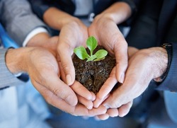 Nurturing the company from birth. A young plant being held by a business professional.