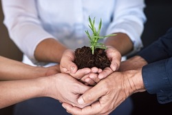 Take good care of your business and it will flourish. Shhot of a group of businesspeoples hands holding a young plant in soil.