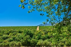 Green landscape of a vineyard with open blue sky in a wine growing area. Lots of bushes or plantations on a wine farm with mountain outlines in the background in Stellenbosch, South Africa