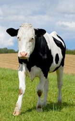 Black and white holstein cow isolated against green grass on remote farmland and agriculture estate. Raising live cattle, grass-fed dairy farming industry. Live cattle grazing on lush field or meadow