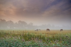 Herd of horses grazing grass on a spring field on a misty morning. Stallions standing in a meadow or pasture land with copyspace. Livestock farm animals roaming freely and eating the wild vegetations