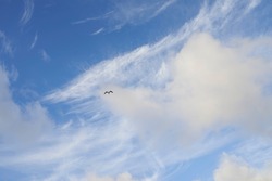 Copyspace of a bird flying in the sky with white clouds from below. Scenic panoramic view of blue skyscape and fluffy cloudscape background. Climate for cool and fresh weather in natural environment