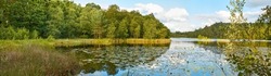 Panorama, landscape view of lily pad pond, lush evergreen trees, wild aquatic plants in Denmark. Blue sky reflecting on scenic water feature, lake with copyspace in Sweden. Peaceful scenery in Norway