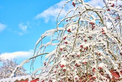 Tree branches and twigs covered in frozen snow in winter against blue sky with white fluffy rolling clouds from below. Climate for icy cold winter weather in environment during snowfall in the woods
