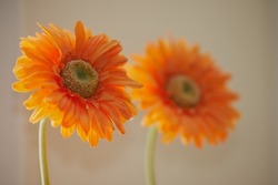 Closeup of blooming orange chrysanthemum flowers or spring flower against a blurred beige background. Detail of bright blooming daisy flowers representing happiness, joy, friendship, and warmth
