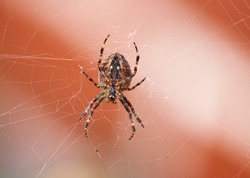 Closeup of a spider in a web from below, isolated against a white orange background. Striped brown and black walnut orb weaver Spider. The nuctenea umbratica is an arachnid from the araneidae family.