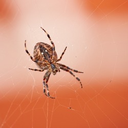 Walnut orb weaver spider spinning a web outside with copyspace. Closeup of one scary black and brown nuctenea umbratica arachnid from the araneidae species waiting to catch some bug prey in a cobweb