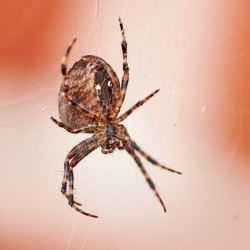Closeup of a spider in a web from below, isolated against a white orange background. Striped brown and black walnut orb weaver Spider. The nuctenea umbratica is an arachnid from the araneidae family.
