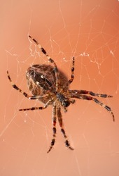 The Walnut Orb-weaver Spider or Nuctenea Umbratica on a web isolated against a blurred red brick wall. A spider of the Araneidae species hunting. Closeup of striped brown arachnid in nature
