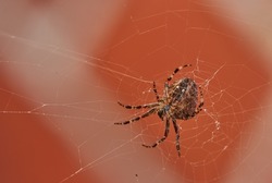 Below view of a walnut orb weaver spider in a web, isolated against a blurred red brick wall background. Closeup of a striped brown arachnid. The nuctenea umbratica is from the araneidae family.