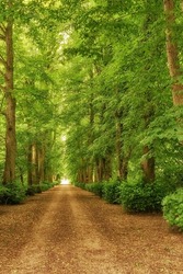 Scenic view of the forest of fresh green deciduous trees on a sunny day with a pathway in the foliage. The sight of a lush, beautiful dusty road in the jungle covered by woods on both sides.
