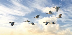Flock of goose birds flying in a blue sky background with clouds and copyspace. Common wild greylag geese flapping wings while soaring in the air in formation. Migrating waterfowl animals in flight