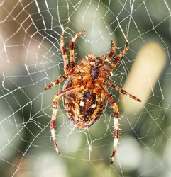 Closeup of a Walnut Orb weaver Spider on a web on a summer day. Specimen of the species Nuctenea umbratica outdoors against a blur leafy background. An eight legged arachnid making a cobweb in nature