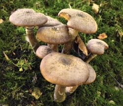 A common species of mushrooms growing in green grass outdoors on a lawn in nature. A bunch or group of invasive fungi Armillaria Borealis in a forest or backyard in the environment