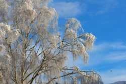 Copy space with tree branches covered in snow against a cloudy blue sky background with copy space outdoors. Ice frozen on long bare twigs in the woods during frosty weather in the cold winter season