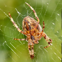 Closeup of a Walnut Orb Weaver spider in a web against blur leafy background in its natural habitat. An eight legged arachnid making a cobweb in nature surrounded by a green tree ecosystem