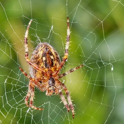 Closeup of a Walnut Orb Weaver spider in a web against blur leafy background in its natural habitat. An eight legged arachnid making a cobweb in nature surrounded by a green tree ecosystem
