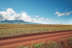 Landscape view of growing pineapple plantation field with blue sky, clouds and copy space in Oahu, Hawaii, USA. Dirt road leading through agriculture farms. Farming fresh and nutritious vitamin fruit