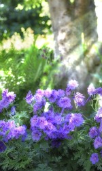 Sun rays shining on meadow geranium flowers in a lush forest in summer. Purple plants growing in a botanical garden in spring. Beautiful violet flowering plants budding in its natural environment