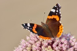 Closeup of a butterfly sitting on a plant outside in a garden. Beautiful and colourful insect during summer feeding on a flower. The Red Admiral or Vanessa atalanta butterfly on a hot day