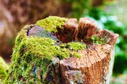 Closeup of an old, mossy oak trunk in a secluded forest. Chopped down tree stump signifying deforestation and tree felling. Macro details of wood and bark in the wilderness for a nature background