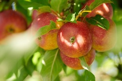 Red apples growing on trees for harvest in an agriculture orchard outdoors. Closeup of ripe, nutritious and organic fruit cultivated in season on a farm. Delicious fresh produce ready to be picked