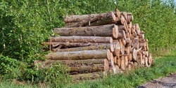 Cut tree logs stacked together outdoors against green bushes, packed neat pile after being chopped in the process of deforestation in forest. Logging causing environmental damage and loss of habitat