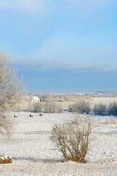 Bright white snow landscape in the countryside with dry shrubs and blue sky on a cold winter day. Frozen land outdoors in nature during extreme weather near arid plants on a sunny afternoon