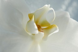 Closeup of a white orchid or orchidaceae flower growing, blossoming and flowering while symbolising love and luxury. Texture detail and macro view of plant used as interior decoration or centrepiece