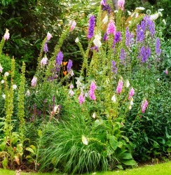 Poisonous, foxglove flowers or digitalis purpurea in a colorful outdoor botanical garden with plants and trees on a sunny day in Spring. Beautiful scene of nature in a peaceful backyard environment.