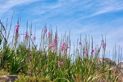 Pink wild watsonia flowers growing on hill against a blue cloudy sky. Low angle of purple Bugle Lily plants blooming between rocks and grass with copy space. Indigenous South African Iridaceae blooms