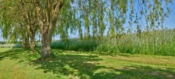 Beautiful, natural park landscape of a field, big trees and tall plants. Outdoor nature landscape view with flowers on a perfect summer day. A large tree outside casting a shadow on the grass.