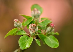 Closeup of beauty in nature and fresh flowers growing on a garden tree. Budding Wild Crabapple on a branch in a lush green yard or field against a blurry background. Macro details of pink flower