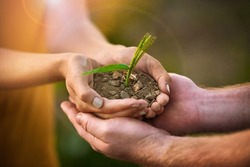 Caring people holding in hands a seed, plant and soil growth for environmental awareness conservation or sustainable development. Eco couple with small tree growing in hand for fertility or Earth