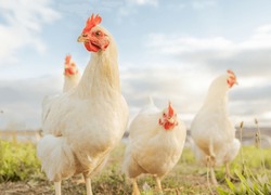 Chicken, farming and agriculture on grass, field or outdoor for free range eating, organic or sustainable farm. Poultry, birds or animal for protein, meat or pet in nature together for sustainability