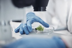 Science, research and hands with plants in petri dish for horticulture lab test, examination and study. Laboratory, agriculture and leaf for biotechnology, forensic analysis and microscope sample