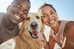 Face, dog and love with a black couple on the beach during summer walking their pet for fun or recreation together. Portrait, happy and smile with a man, woman and pet golden retriever outdoor