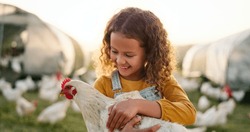 Chicken, smile and girl on a farm learning about agriculture in the countryside of Argentina. Happy, young and sustainable child with an animal, bird or rooster on a field in nature for farming