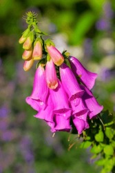 Foxglove or Digitalis Purpurea is in full bloom and growing in the garden. Purple flower or flowerhead blossoming with lush green trees in the background. Closeup of a plant or flora on a summer day