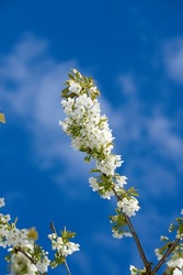 Mirabelle flower blooming with blue sky background in springtime. Closeup of a plant or flowerhead growing in a garden on a summer day. Lush flora or beautiful fruit tree blossoming in a backyard.