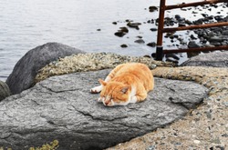 Island cats in Fukuoka, Japan (Aino-shima Island)