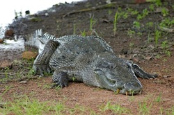           Wild life crocodile in Burkina Faso                      