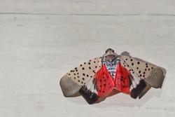 Closeup of adult spotted lanternfly (Lycorma delicatula) on light grey wood background.
