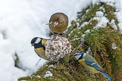 Greenfinch, Blue tit and Great tit, three different bird species feeding together in snowy winter. Tallow ball.