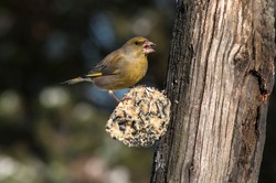 A beautiful green bird, the greenfinch, perching on a feeder
 and eating a winter bird cake, suet cake.Birds on feeder. Eating   and hungry bird.
