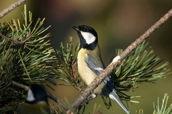 The male Great tit. Parus major,  perching on a green pine branch and observing the surroundings. Sunny day in nature and a beautiful yellow-black bird with white cheeks in Europe.