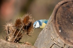 A cute Blue tit, sitting on  a felled tree in which it had a nest with female. Let's protect the birds. We don't cut down forests. Ecological conscience. Let's save nature. Let's save the planet.