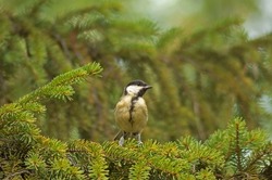 The immature Great tit, Parus major,  on thebranch of tall conifer, spruce, while observing the surroundings on a sunny summer day in the woods. Green nature and black-yellow bird in Europe.