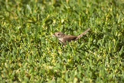 The Graceful prinia, Prinia gracilis or a Graceful warbler,  perching on a green bush and eating soft leaves, listening to the surroundings of an artificial lake in Dubai.
